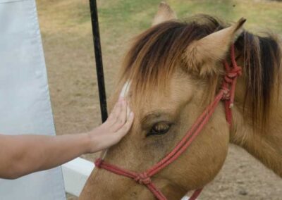 REIKI PARA ANIMALES NIVEL INSTRUCTOR (MAESTRÍA)